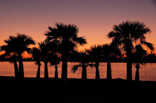 silhouette palm trees in front of sunset pink. Image by Brigitte Werner from Pixabay