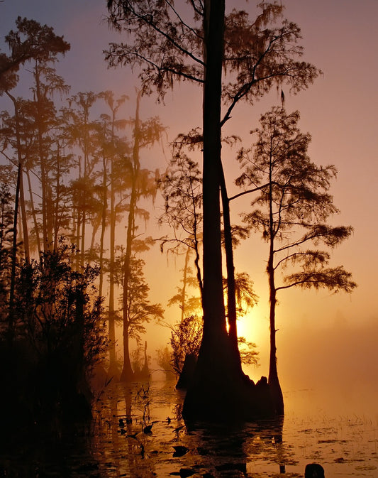 SWAMP TREES AT SUNSET