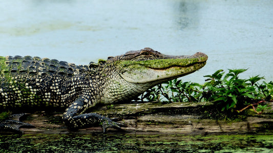 alligator on log. Image by RENE RAUSCHENBERGER from Pixabay